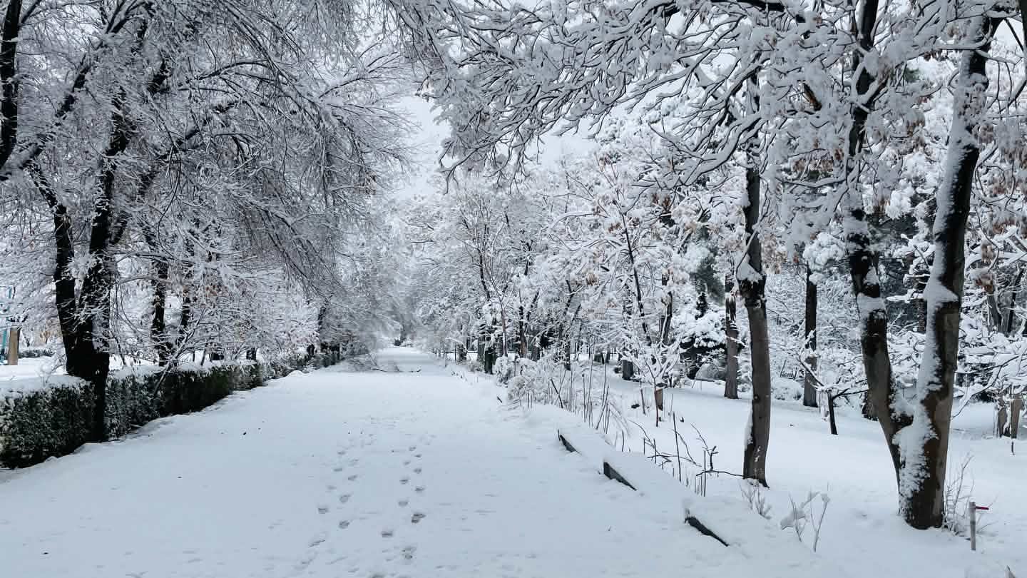 A snow-covered tree-lined path near where Mustafa is based